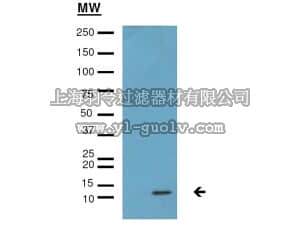 merck millipore,默克密理博,07-1570,Anti-monomethyl Histone H4 (Lys20) Antibody