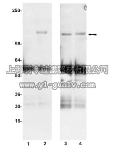 merck millipore,默克密理博,07-157,Anti-phospho-FAK (Tyr576) Antibody
