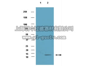 merck millipore,默克密理博,07-1584,Anti-dimethyl Histone H4 (Lys20) Antibody