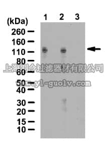 merck millipore,默克密理博,07-1585,Anti-HIF-1-alpha Antibody, hydroxyproline (Pro402)