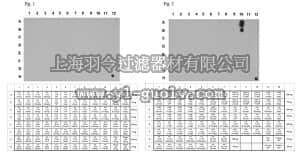 merck millipore,默克密理博,07-1590,Anti-phospho Histone H2A.X Antibody (Tyr142)