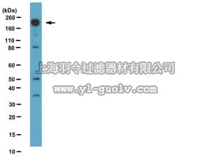 merck millipore,默克密理博,07-1594,Anti-Phospho-Dnmt1(Ser714) Antibody