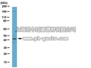 merck millipore,默克密理博,07-1596,Anti-SIRT3 (CT) Antibody