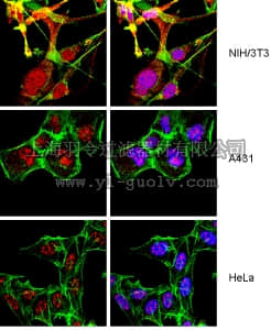 merck millipore,默克密理博,07-1614,Anti-XRCC2 Antibody