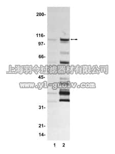 merck millipore,默克密理博,14-343,FKHR Protein, 100 µg