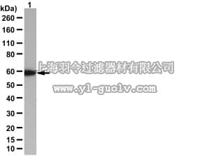 merck millipore,默克密理博,07-1643,Anti-phospho-Akt (Tyr450) Antibody