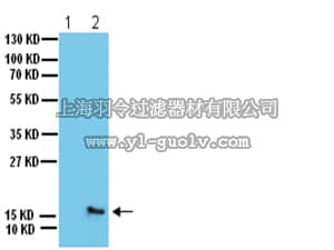 merck millipore,默克密理博,07-164,Anti-phospho-H2A.X (Ser139) Antibody