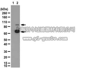 merck millipore,默克密理博,07-1651,Anti-phospho-β Catenin (Ser37) Antibody