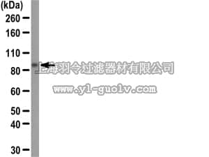 merck millipore,默克密理博,07-1653,Anti-Beta Catenin Antibody