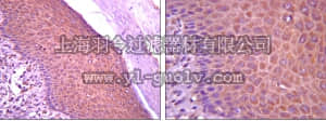 merck millipore,默克密理博,07-1673,Anti-SOX1 Antibody