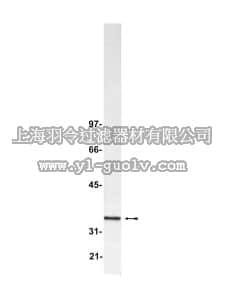 merck millipore,默克密理博,07-167,Anti-Blys/TALL-1/BAFF/THANK Antibody