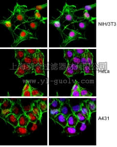 merck millipore,默克密理博,07-1708,Anti-FOXH1 Antibody