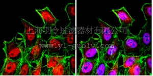merck millipore,默克密理博,07-1719,Anti-FOXO3A Antibody