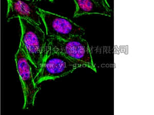 merck millipore,默克密理博,07-1735,Anti-HuR Antibody