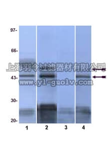 merck millipore,默克密理博,07-175,Anti-phospho-JNK (Thr183/Tyr185, Thr221/Tyr223) Antibody