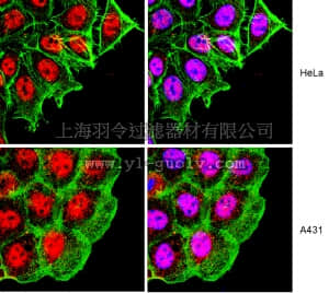 merck millipore,默克密理博,07-1781,Anti-RAD50 Antibody
