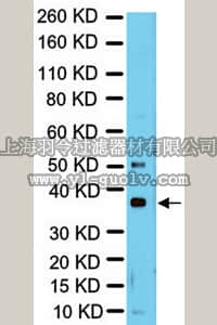 merck millipore,默克密理博,07-1782,Anti-RAD51 Antibody