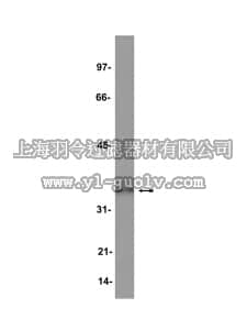 merck millipore,默克密理博,07-178,Anti-Hox A9 Antibody