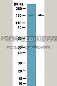 merck millipore,默克密理博,07-1799,Anti-NCoA-2 Antibody