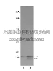merck millipore,默克密理博,07-179,Anti-phospho-Histone H2A/H4 (Ser1) Antibody
