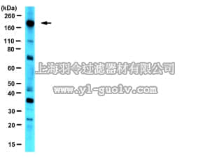 merck millipore,默克密理博,07-1800,Anti-eIF4G Antibody
