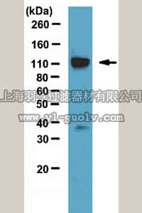 merck millipore,默克密理博,07-1803,Anti-TAF4 Antibody