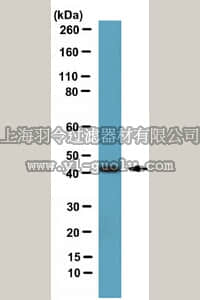 merck millipore,默克密理博,07-1813,Anti-Septin-2 Antibody