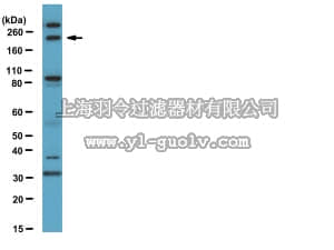 merck millipore,默克密理博,07-1815,Anti-FIP200 Antibody