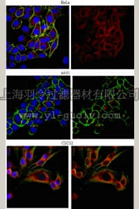 merck millipore,默克密理博,07-1820,Anti-EEA1 Antibody