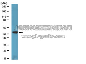 merck millipore,默克密理博,07-1825,Anti-FRS3/FRS2β Antibody