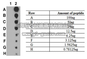merck millipore,默克密理博,07-1829,Anti-phospho-NF-kB (p100) (Ser707) Antibody