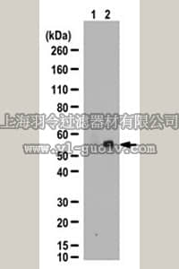 merck millipore,默克密理博,07-1830,Anti-phospho-PDCD4 (Ser67) Antibody