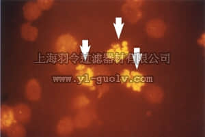 merck millipore,默克密理博,07-191,Anti-phospho-Histone H2B (Ser14) Antibody