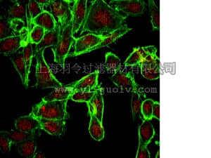 merck millipore,默克密理博,07-2045,Anti-EHMT1 Antibody (CT)