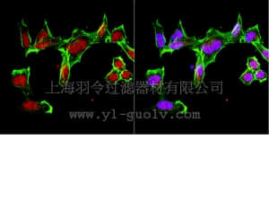 merck millipore,默克密理博,07-2048,Anti-HSPBAP1 Antibody merck millipore,默克密理博,07-2048,Anti-HSPBAP1 Antibody