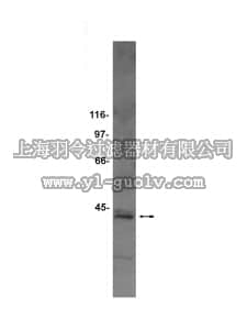 merck millipore,默克密理博,07-204,Anti-Sec61α Antibody