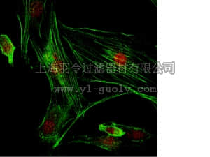 merck millipore,默克密理博,07-2051,Anti-PEMT Antibody (CT)