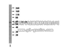 merck millipore,默克密理博,07-2054,Anti-MBD1 Antibody, CT