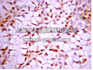 merck millipore,默克密理博,07-2066,Anti-DOT1L Antibody