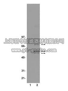 merck millipore,默克密理博,07-206,Anti-phospho-SHC (Tyr317) Antibody