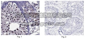 merck millipore,默克密理博,07-2070-I,Anti-PRDM9 Antibody