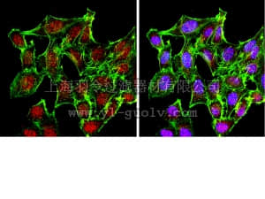 merck millipore,默克密理博,07-2072,Anti-DMAP1 Antibody, CT
