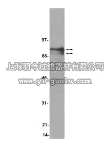 merck millipore,默克密理博,07-207,Anti-Numb (pan-isoform) Antibody