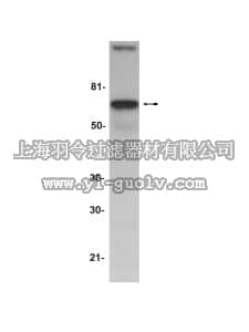 merck millipore,默克密理博,07-208,Anti-AIF (Apoptosis Inducing Factor) Antibody