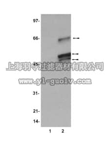merck millipore,默克密理博,07-209,Anti-phospho-SHC (Tyr239) Antibody