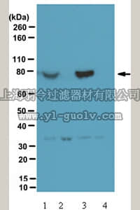 merck millipore,默克密理博,07-2101,Anti-phospho PIX Antibody (Ser340)
