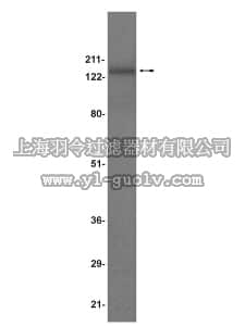 merck millipore,默克密理博,07-210,Anti-AKAP 150 Antibody