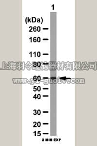 merck millipore,默克密理博,07-2114,Anti-YAP1 Antibody merck millipore,默克密理博,07-2114,Anti-YAP1 Antibody