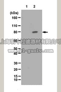 merck millipore,默克密理博,07-2115,Anti-phospho-RSK4 Antibody (Ser372)