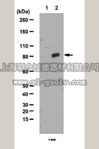 merck millipore,默克密理博,07-2116,Anti-phospho-RSK3 Antibody (Ser360)